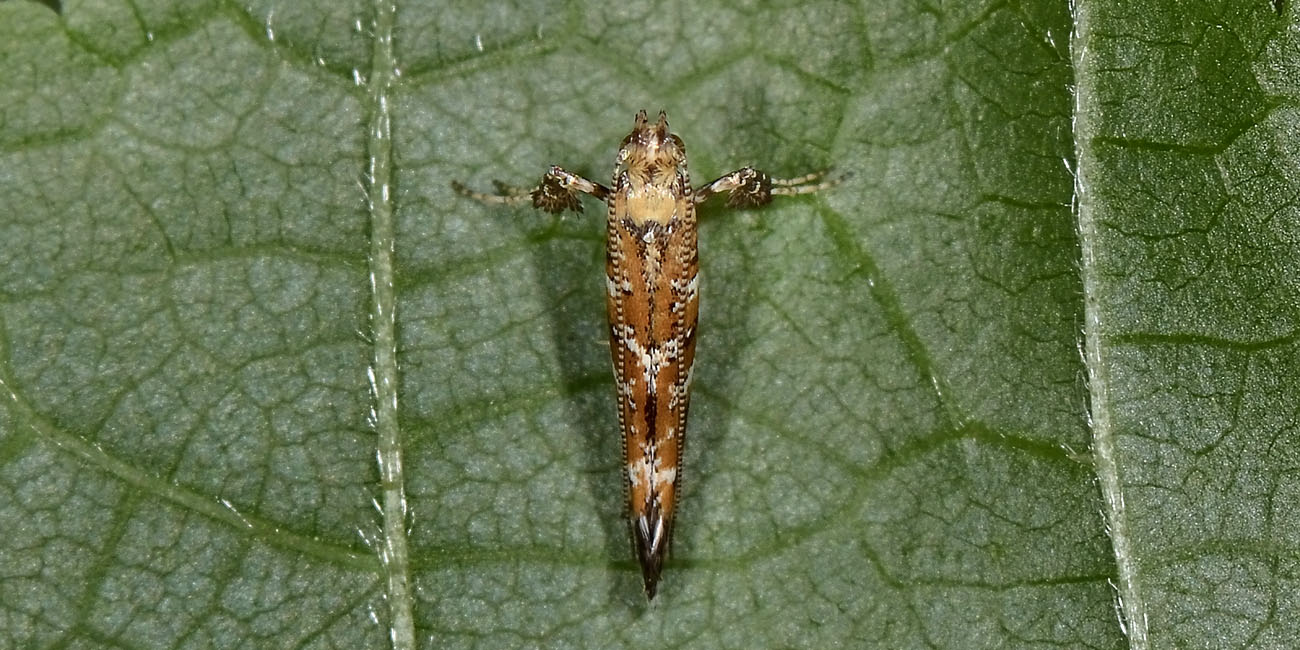 Gracillaridae: Gracillaria syringella